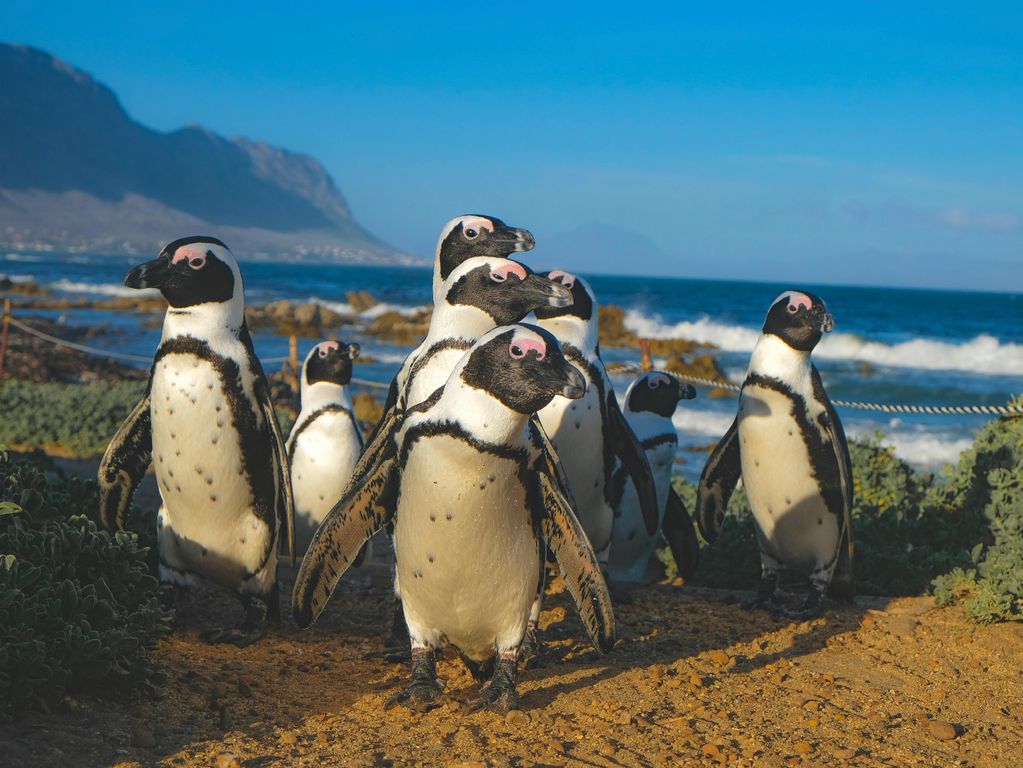 Boulders Beach bezoeken